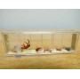 PREISER  178 , 6 figurines de biches   Neuf    BO